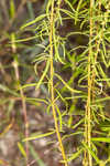 Piedmont marsh elder